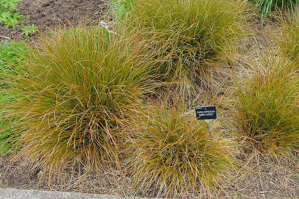 Carex dipsacea plant in tuin bij Hillier Gardens, Romsey, Hampshire, Engeland.