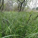 Stijve zegge plant met lange, smalle groene bladeren.