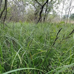 Stijve zegge plant met lange, smalle groene bladeren.