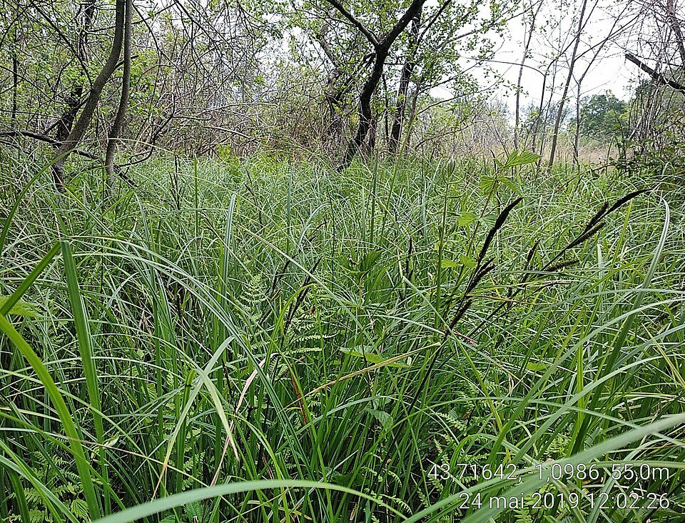 Stijve zegge plant met lange, smalle groene bladeren.