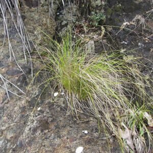 Carex flagellifera met lange, dunne bladeren en donkergroene kleur op lichte achtergrond.