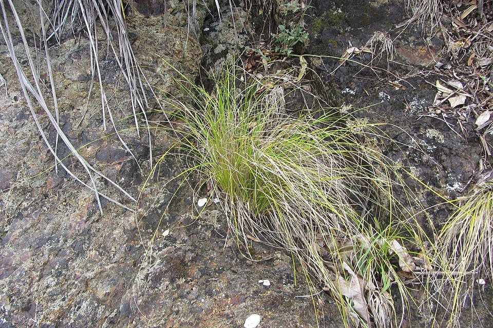 Carex flagellifera met lange, dunne bladeren en donkergroene kleur op lichte achtergrond.