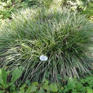 Carex morrowii plant met groenblijvend grasachtig blad in Botanischer Garten Frankfurt am Main.