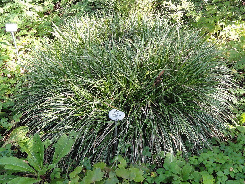 Carex morrowii plant met groenblijvend grasachtig blad in Botanischer Garten Frankfurt am Main.