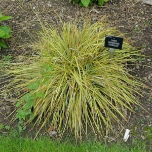 Carex 'Evergold' siergras met groen-gele bladeren en fijne texturen.