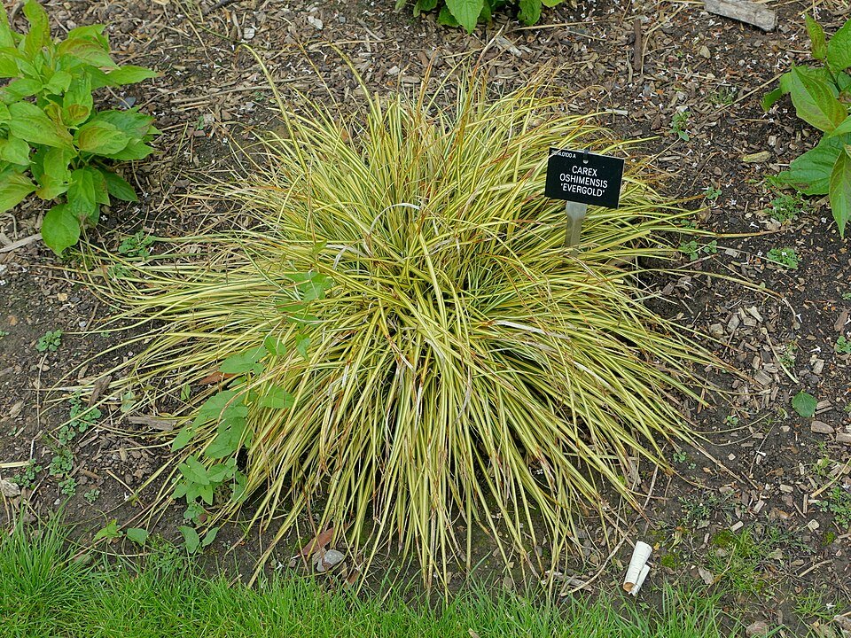 Carex 'Evergold' siergras met groen-gele bladeren en fijne texturen.