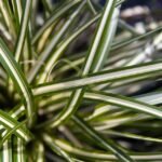 Carex oshimensis
