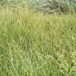 Carex pansa grasplant met smal blad en rijke groene kleur.