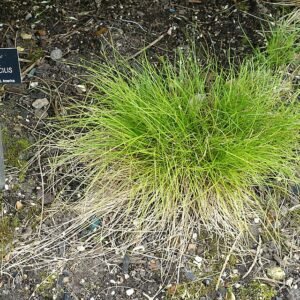 Carex praegracilis plant in Hillier Gardens, Romsey, Hampshire, England.