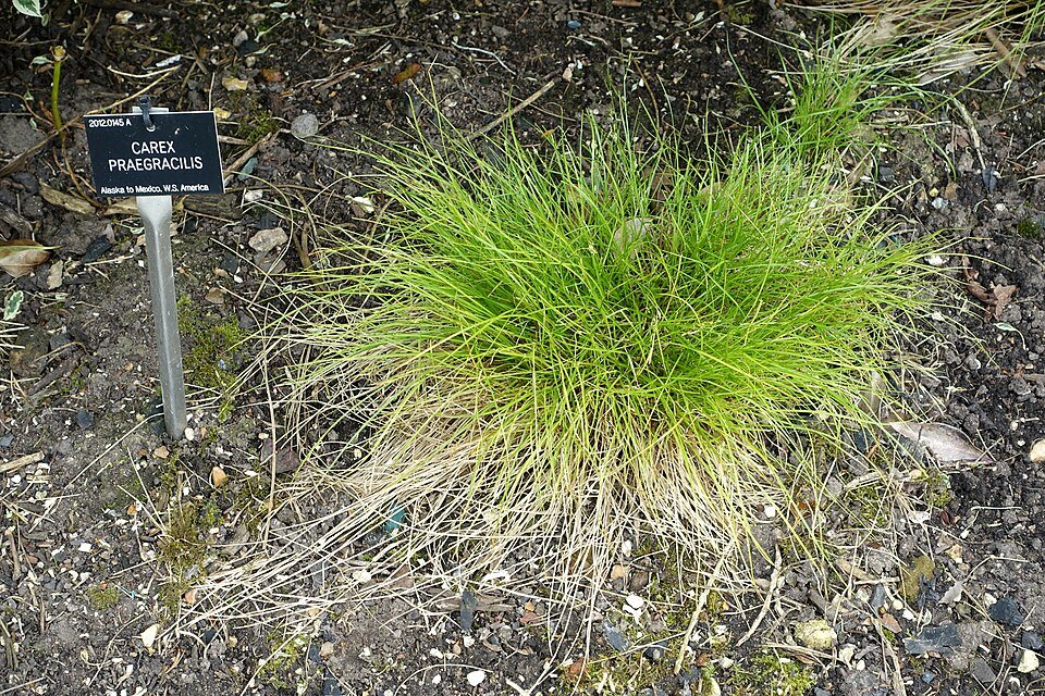 Carex praegracilis plant in Hillier Gardens, Romsey, Hampshire, England.