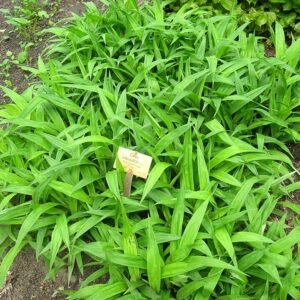 Carex siderosticta plant met groen-witte gestreepte bladeren in botanische tuin.