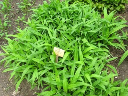 Carex siderosticta plant met groen-witte gestreepte bladeren in botanische tuin.