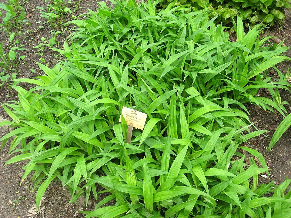 Carex siderosticta plant met groen-witte gestreepte bladeren in botanische tuin.