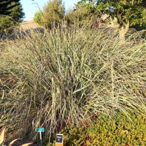 Carex spissa plant met lange, smalle bladeren en bloeiende aren.