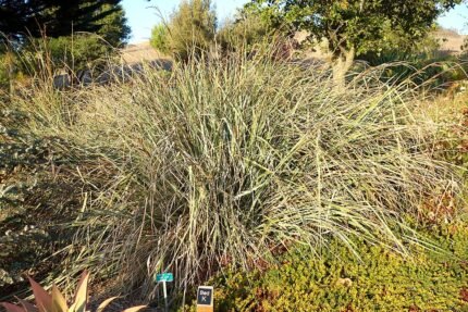 Carex spissa plant met lange, smalle bladeren en bloeiende aren.