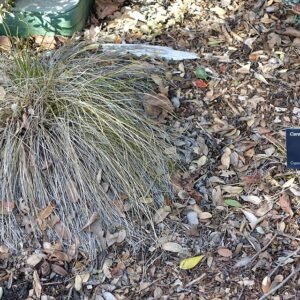 Carex testacea siergras met langwerpige bladeren in Leaning Pine Arboretum.