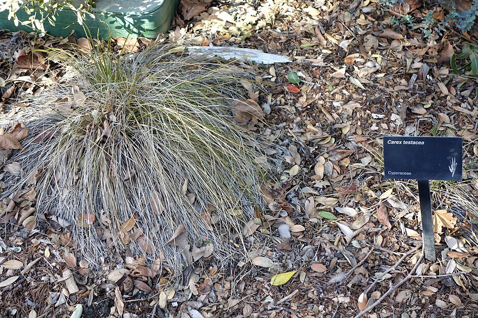 Carex testacea siergras met langwerpige bladeren in Leaning Pine Arboretum.