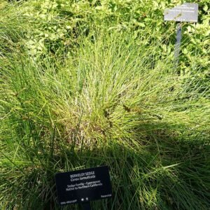 Carex tumulicola plant met smalle groene bladeren en pluizige bloeiwijze.