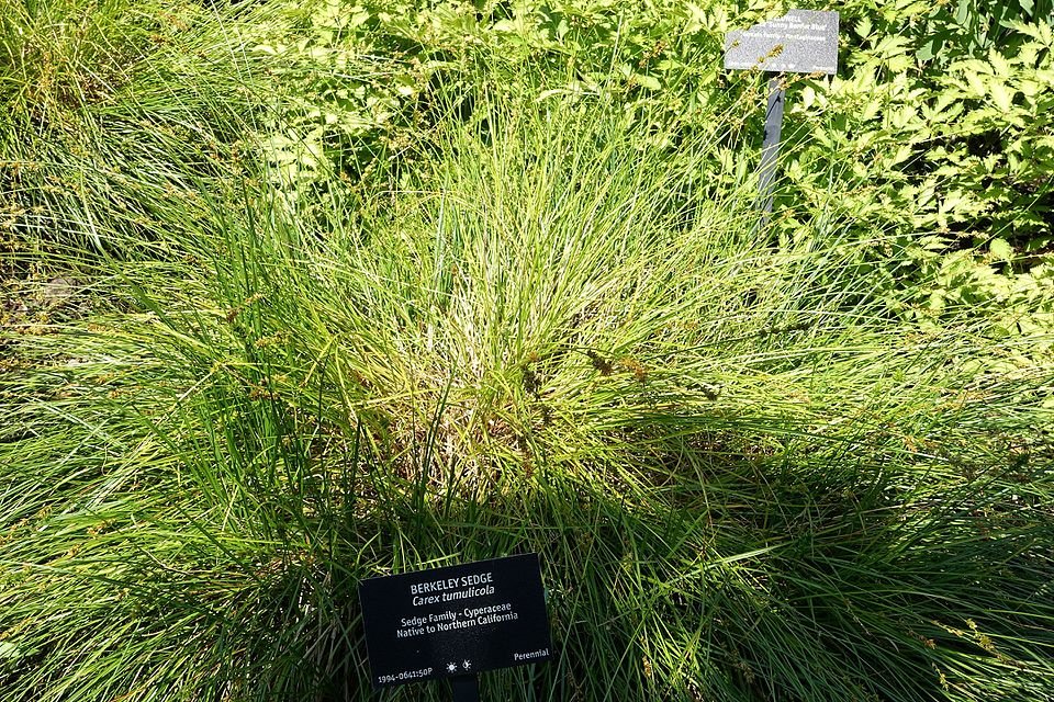 Carex tumulicola plant met smalle groene bladeren en pluizige bloeiwijze.