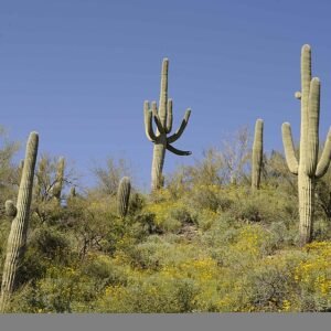 Majestueuze Saguaro cactusplant in woestijnlandschap met groene stam en lange ribben.