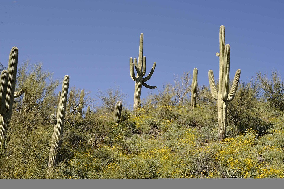 Majestueuze Saguaro cactusplant in woestijnlandschap met groene stam en lange ribben.
