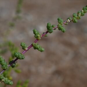 Caroxylon imbricatum plant met gele bloemen en groene schubbenbladeren.