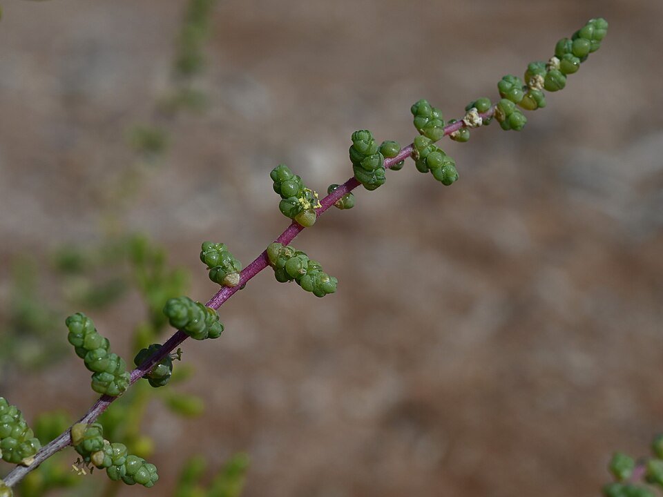 Caroxylon imbricatum plant met gele bloemen en groene schubbenbladeren.