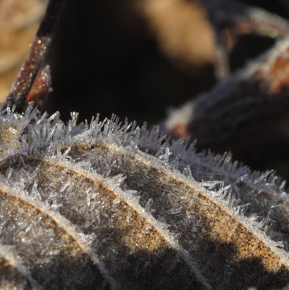 Groen haagbeukblad bedekt met rijp.