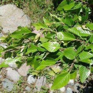 Close-up van de Carpinus turczaninowii bladeren in de Arnold Arboretum.