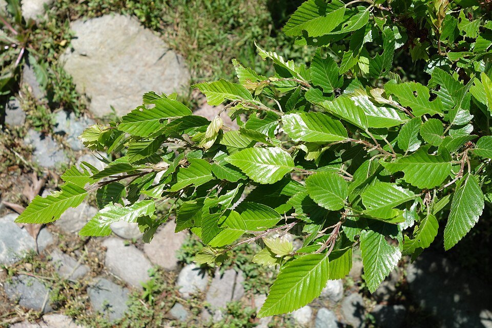 Close-up van de Carpinus turczaninowii bladeren in de Arnold Arboretum.