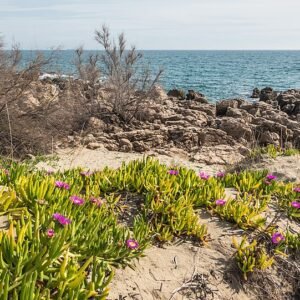 Carpobrotus eduli plant op zandgrond aan kust van Sete.
