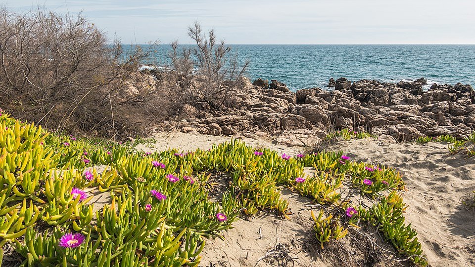 Carpobrotus eduli plant op zandgrond aan kust van Sete.