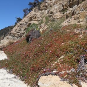 Carpobrotus rossii bladeren en roze bloem met sappige uitstraling.