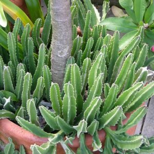 Stapelia gigantea, een carrion bloem in een pot.