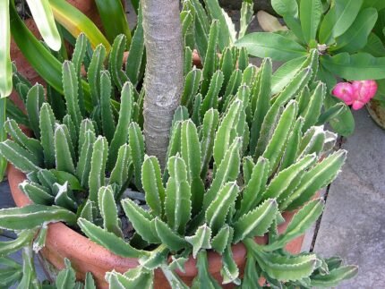 Stapelia gigantea, een carrion bloem in een pot.