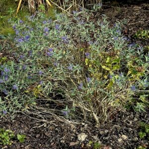 Blauwe bloem van Caryopteris clandonensis in close-up.