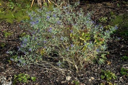 Blauwe bloem van Caryopteris clandonensis in close-up.