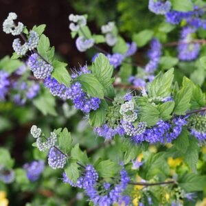 Blauwe bloemen van Caryopteris 'Heavenly Blue' struik in bloei.