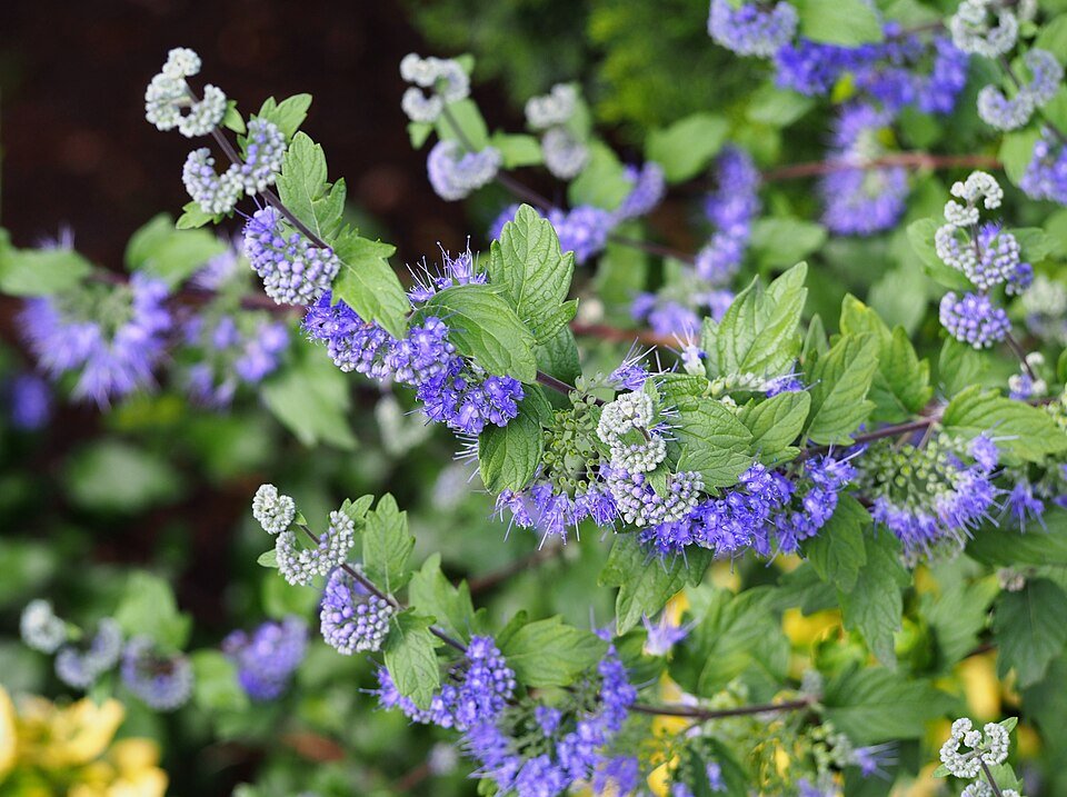 Blauwe bloemen van Caryopteris 'Heavenly Blue' struik in bloei.