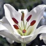 Witte Lilium Casa Blanca lelie in volle bloei.