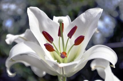 Witte Lilium Casa Blanca lelie in volle bloei.