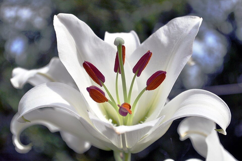 Witte Lilium Casa Blanca lelie in volle bloei.