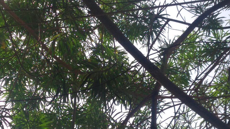 Peruaanse rinkelboom met gele bloemen en groen blad in kleigrond.