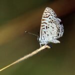Blue Cassius Leptotes butterfly perched on a flower.