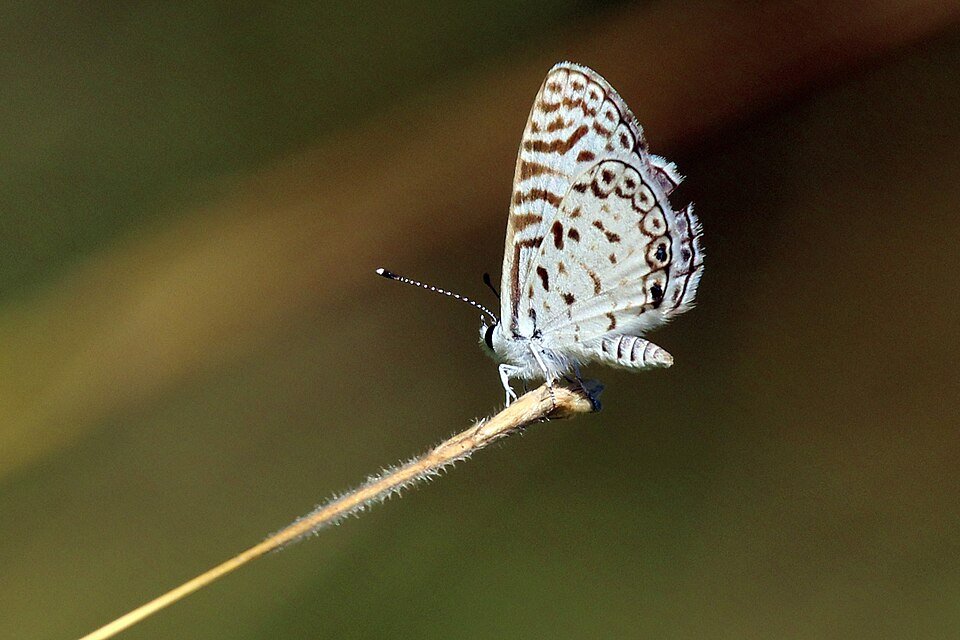 Blue Cassius Leptotes butterfly perched on a flower.