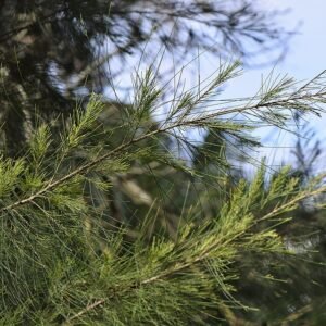 Casuarina cunninghamiana boom met groenblauwe bladeren en karakteristieke takken.