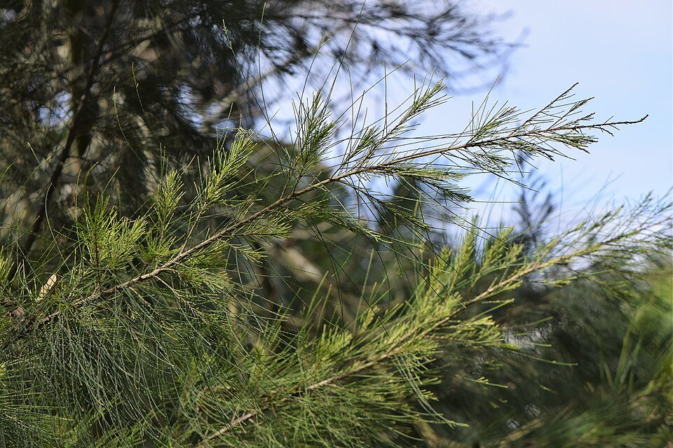 Casuarina cunninghamiana boom met groenblauwe bladeren en karakteristieke takken.
