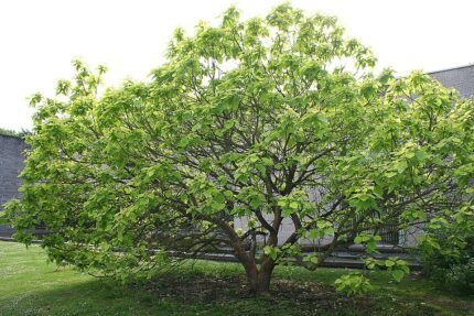 Hybridkatalpa boom met gevlekte bladeren en witte bloemen.
