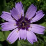 Bloeiende blauwe Catananche (Cupido) plant op een zonnige dag.