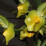 Gele en roze bloembladeren van Catasetum expansum op lange steel.